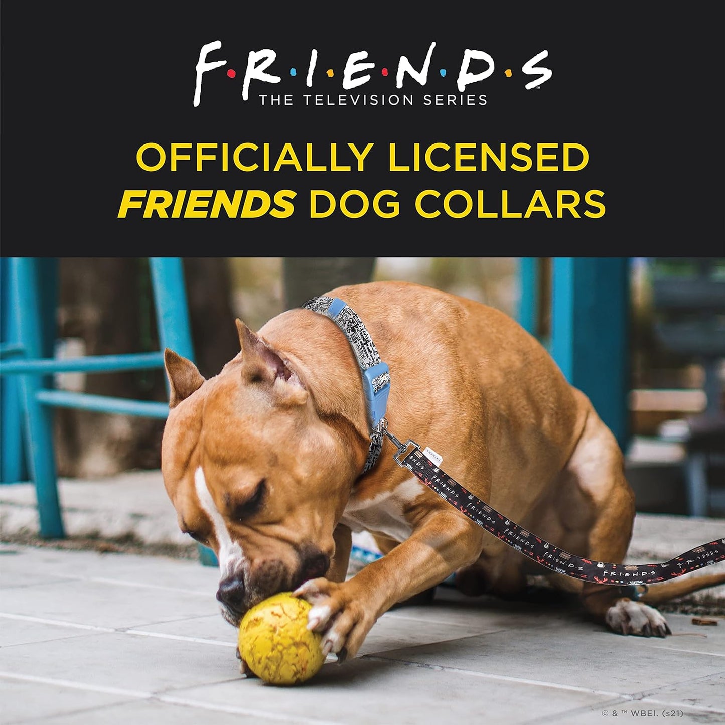 Friends Merchandise: Classic TV Show Dog Collar in Black with D-Ring for Medium Breeds