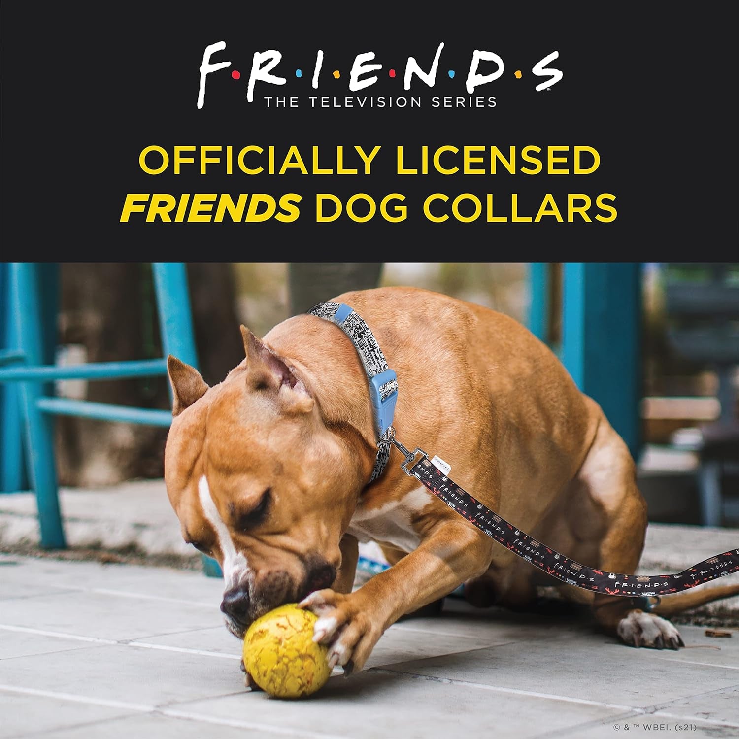 Friends Merchandise: Classic TV Show Dog Collar in Black with D-Ring for Medium Breeds